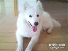 银狐犬的性格习性和饮食特点