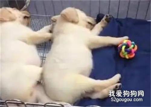有些狗子，从小就注定与众不同！