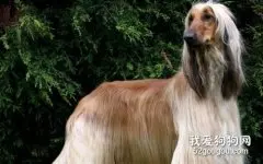 阿富汗猎犬健康科学的喂养方法