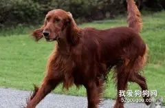 爱尔兰雪达犬的毛发护理方法