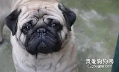 巴哥犬皮肤病的药物治疗方法