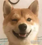 狗子被蚊子欺负，一整天都在抛媚眼回不了神...