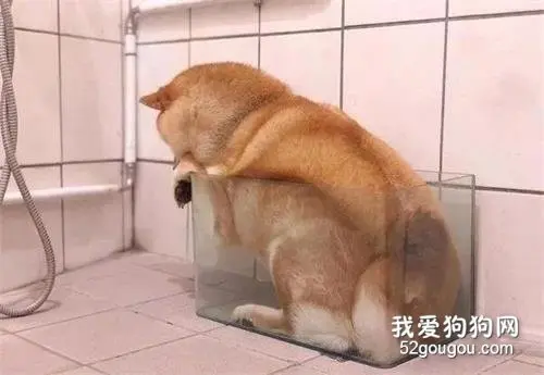 训了柴柴几句后，这货把自己塞进了鱼缸：生气了，不好哄！