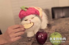 猫咪能吃水果吗