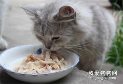 哪些食物不能随意给猫吃