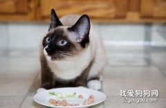 猫咪一天需要喂食几顿饭？
