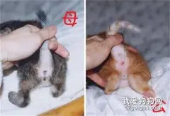 如何简单分辨公猫与母猫？