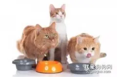 猫咪绝对不能吃的食物有哪些？