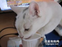 猫咪能喝酸奶么？ 对猫咪有哪些影响