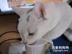 猫咪能喝酸奶么？ 对猫咪有哪些影响