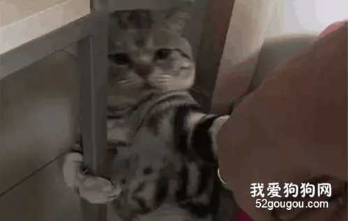 友带喵咪去洗澡，没想到这货的抗拒程度...