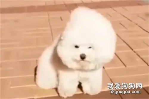 狗：怎么风越大我心越荡！