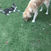主人让狗带猫出门溜达，结果狗狗要回家，而猫却不愿意...