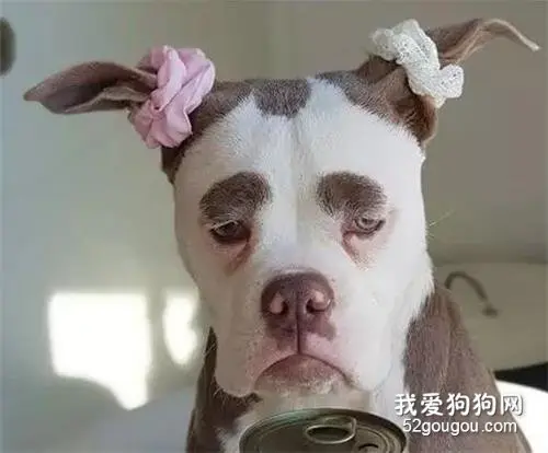 明明是只狗，却长着一张名模都羡慕的高级脸