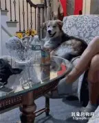 对着混血二哈竖中指，这货竟然看懂了，表情逐渐严肃...