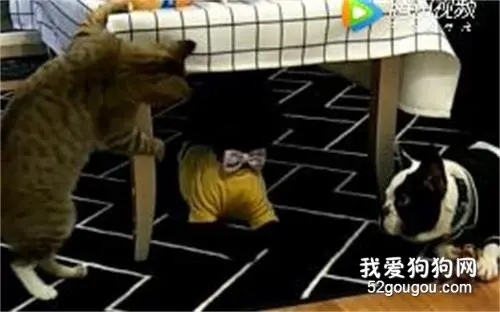 没有好眼神儿，不要轻易养黑狗！