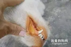 你观察过狗狗牙齿吗？原来牙龈变黄也有危险预兆！