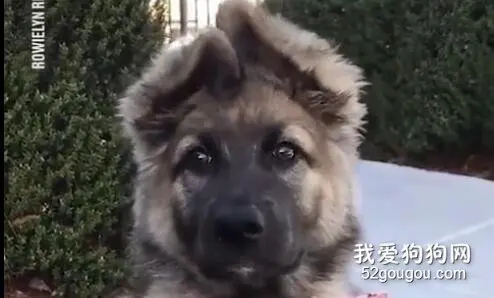 觉得压力很大心情不好？赶紧摸摸狗耳朵！