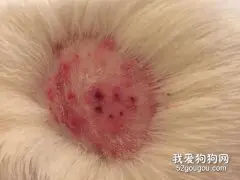 狗身上真菌感染怎么办？