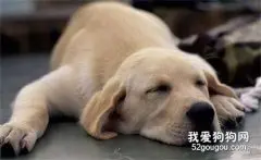狗狗脑出血的诊断与治疗