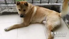 中华田园犬产前征兆有哪些？