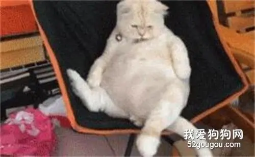 网友养了只萌萌哒小奶猫，两年后....好想退货啊！