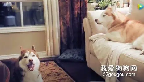 千万别养两只哈士奇，否则你可能会哭......