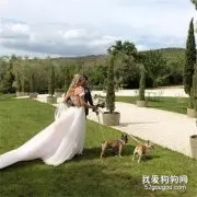 小法斗给女主人当伴娘，当婚礼进行一半时，它们居然敢偷懒！