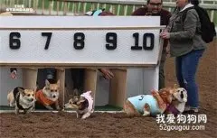 这场柯基赛跑比赛，成了大型表情包现场，笑喷了！