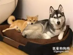 柴犬恋上哈士奇，非得靠在二哈屁屁上，才睡得香！
