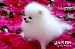 博美犬的饲养方法和注意事项