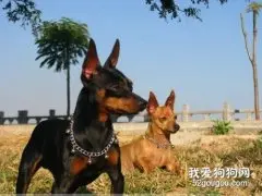 玩具曼彻斯特犬详细美容洗澡攻略