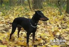 玩具曼彻斯特犬被毛怎么护理？