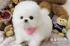 博美犬聪明吗？