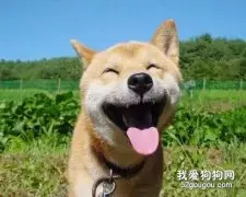 柴犬的性格和生活习性简单介绍