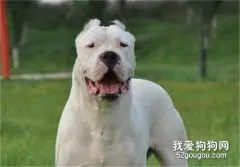 杜高犬生活性格特点和饲养注意事项