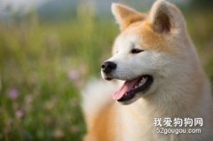 秋田犬的生活习惯和性格特点有哪些