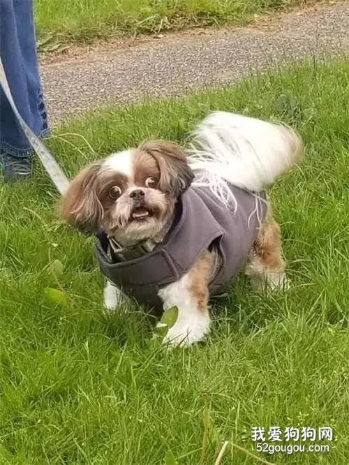 遛弯时偶遇美容师，西施犬满脸惊恐：你怎么在这！