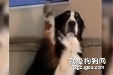 说到脸皮厚，这只狗子认了第二，没有狗子敢认第一了....