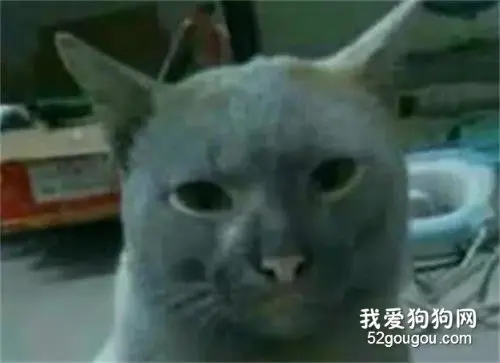 家里的猫偷偷跑了出去，回来的时候...笑疯了！