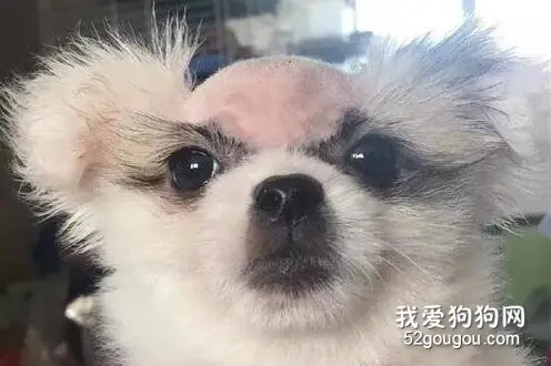 这只狗得了皮肤病后，笑疯了全国网友！