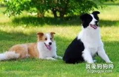 牧羊犬的种类有哪些 你都知道吗