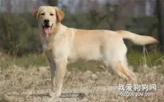 什么品种的狗适合做导盲犬？