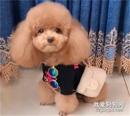 泰迪界的时尚女孩，这穿衣搭配不错吧