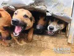 五只汪合力拆掉铁门，主人超无奈：这笑容我又骂不下去！