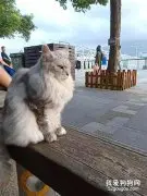 网友在路上遇到一只超霸气的猫，就这气场没人敢靠近！