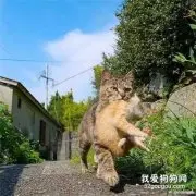 小猫咪贪玩被猫妈叼了回来，猫妈这霸气的眼神也是没谁了！