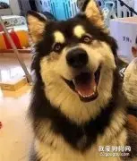 上百斤的阿拉出行居然坐上专车，被网友这个举动暖哭了！