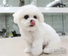 怎么才能去掉比熊犬的泪痕 ？