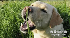 狗狗为什么会喜欢吃草？